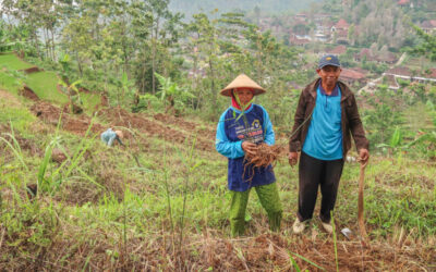 De magie van rode gember: de super specerij van Indonesië