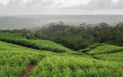 Ginger Sourcing. Why Not Hawaii?